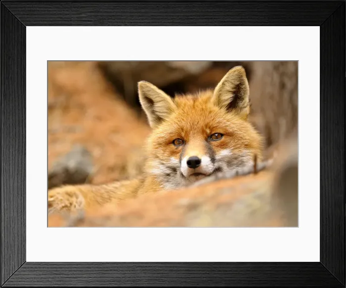Framed Print : Italy, Veneto, portrait of red fox Framed Print : Italy, Veneto, portrait of red fox
