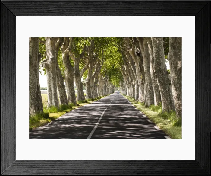 Framed Print : A tree-lined road, Languedoc-Roussillon, France Framed Print : A tree-lined road, Languedoc-Roussillon, France
