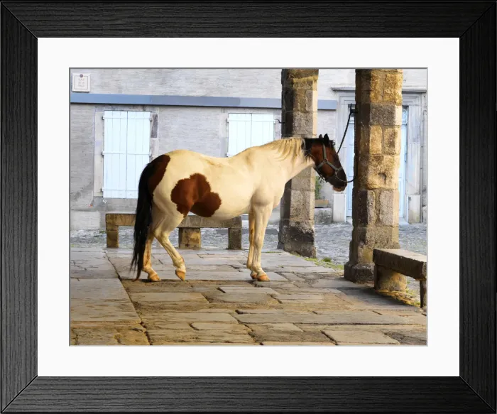 Framed Print : France, Languedoc, Lagrasse, Horse in covered market Framed Print : France, Languedoc, Lagrasse, Horse in covered market