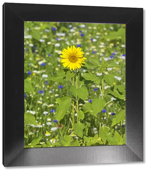 France, Provence, Roussillion, Single sunflower in meadow