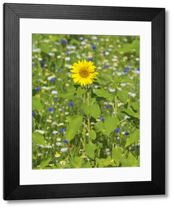 Framed Print : France, Provence, Roussillion, Single sunflower in meadow Framed Print : France, Provence, Roussillion, Single sunflower in meadow