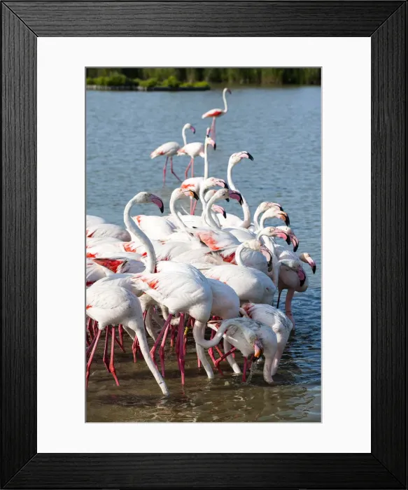 Framed Print : Flamingo colony, Camargue, France Framed Print : Flamingo colony, Camargue, France