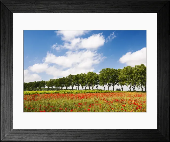 Framed Print : A field of poppies, Languedoc-Roussillon, France