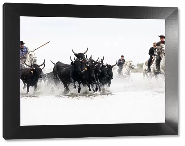Black bulls of Camargue and their herders running through the water, Camargue, France