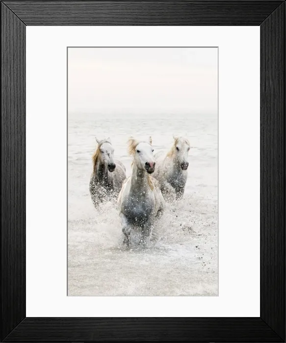 Framed Print : White horses of Camargue running through the water, Camargue, France Framed Print : White horses of Camargue running through the water, Camargue, France