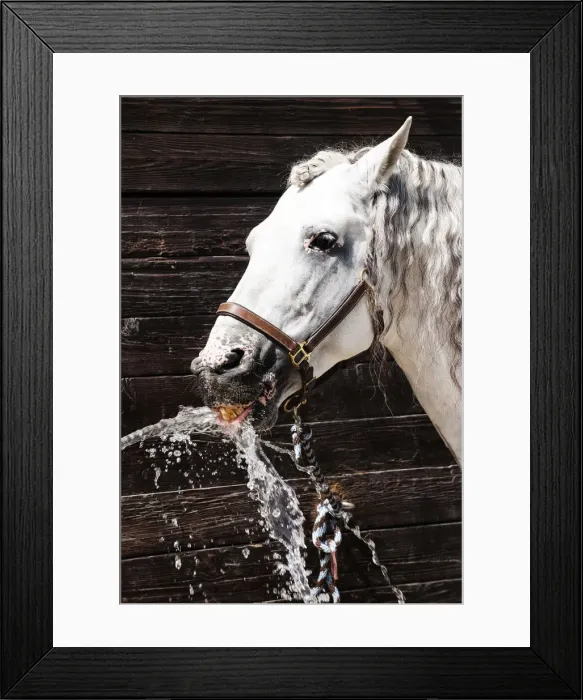 Framed Print : White horse, Camargue, France Framed Print : White horse, Camargue, France