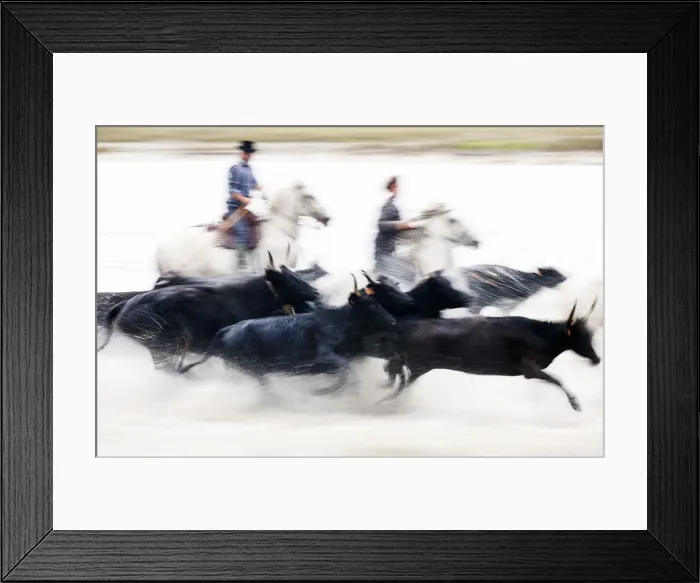 Framed Print : Black bulls of Camargue and their herders running through the water, Camargue, France