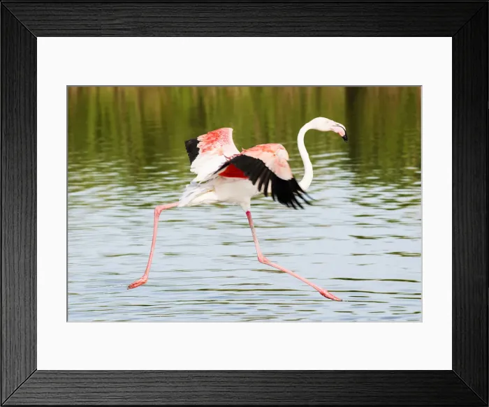 Framed Print : Flamingo, Camargue, France Framed Print : Flamingo, Camargue, France