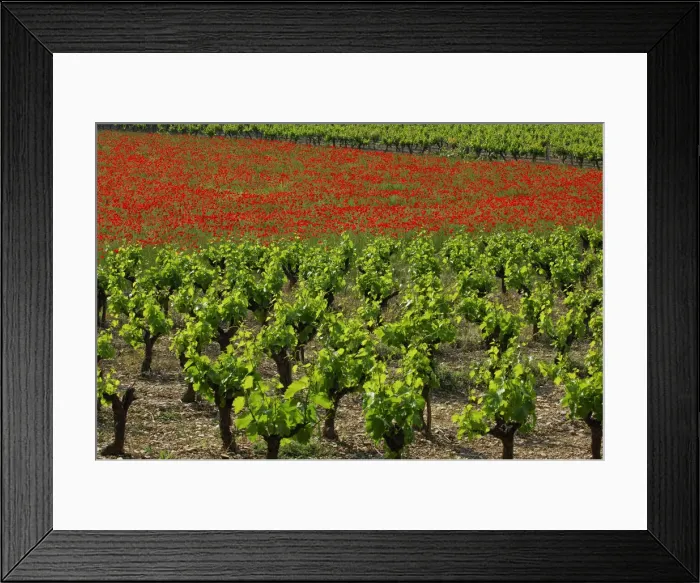 Framed Print : Vineyards, Ardeche, Rhones-Alpes, France Framed Print : Vineyards, Ardeche, Rhones-Alpes, France