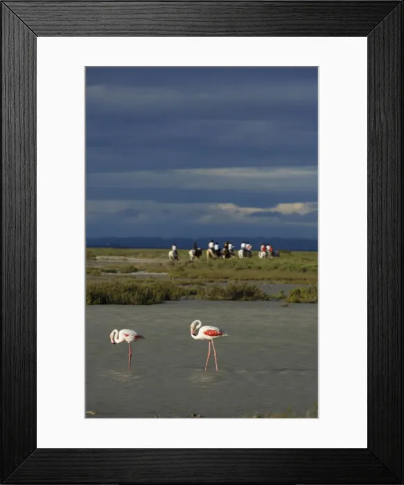 Framed Print : White horses and Flamingos at Saintes Maries de la Mer, La Camargue, Provence, France Framed Print : White horses and Flamingos at Saintes Maries de la Mer, La Camargue, Provence, France