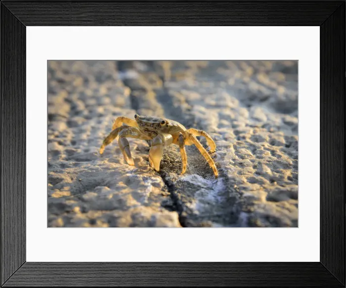 Framed Print : Europe, Balkan, Croatia, Istria, Rovinj, Crab Framed Print : Europe, Balkan, Croatia, Istria, Rovinj, Crab
