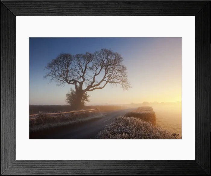 Framed Print : Tree and country lane on a misty morning at sunrise, Chudleigh, Devon, England. Winter Framed Print : Tree and country lane on a misty morning at sunrise, Chudleigh, Devon, England. Winter