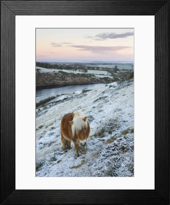 Framed Print : Shetland Pony grazing on the snow covered moorland above Meldon Reservoir, Dartmoor Framed Print : Shetland Pony grazing on the snow covered moorland above Meldon Reservoir, Dartmoor