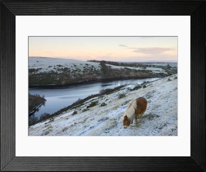 Framed Print : Shetland pony grazing on the snow covered moorland above Meldon Reservoir, Dartmoor Framed Print : Shetland pony grazing on the snow covered moorland above Meldon Reservoir, Dartmoor