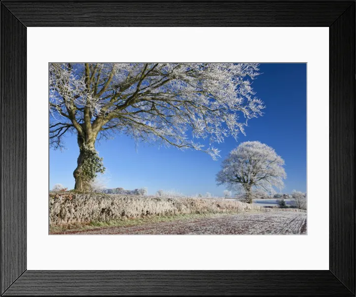 Framed Print : Hoar frosted farmland and trees, Bow, Mid Devon, England. Winter Framed Print : Hoar frosted farmland and trees, Bow, Mid Devon, England. Winter