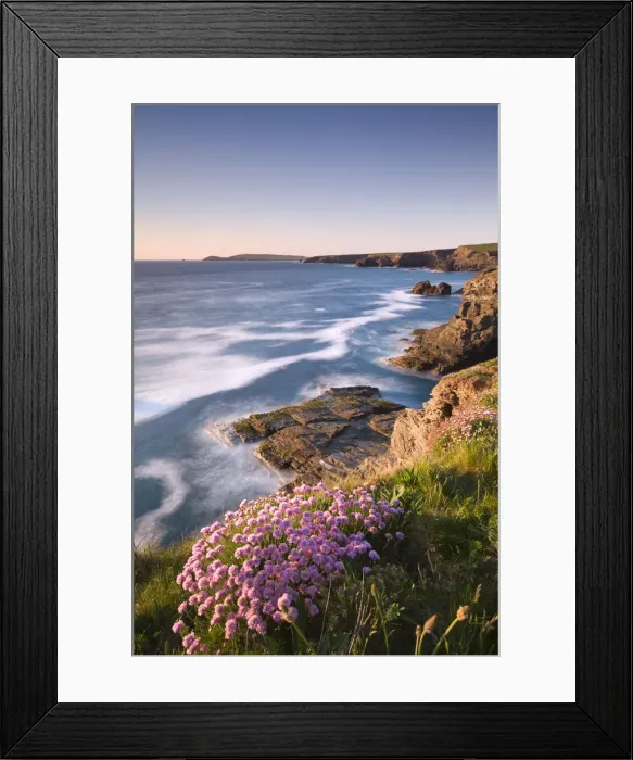 Framed Print : Flowering Sea Thrift (Armeria maritima) on the Cornish clifftops near Porthcothan Framed Print : Flowering Sea Thrift (Armeria maritima) on the Cornish clifftops near Porthcothan
