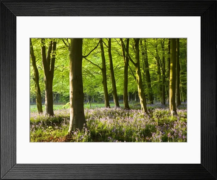 Framed Print : Common Bluebells (Hyacinthoides non-scripta) flowering in a beech wood, West Woods Framed Print : Common Bluebells (Hyacinthoides non-scripta) flowering in a beech wood, West Woods
