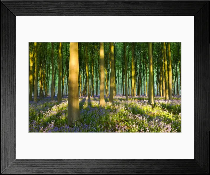 Framed Print : Evening sunlight in West Woods bluebell woodland, Lockeridge, Wiltshire, England. Spring Framed Print : Evening sunlight in West Woods bluebell woodland, Lockeridge, Wiltshire, England. Spring