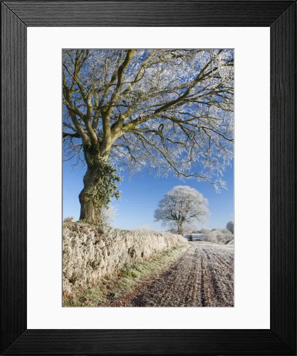 Framed Print : Hoar frosted beech trees in a field hedgerow, Bow, Devon, England. Winter Framed Print : Hoar frosted beech trees in a field hedgerow, Bow, Devon, England. Winter