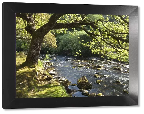 Spring foliage on the banks of Badgworthy Water in the Doone Valley, Exmoor, Somerset