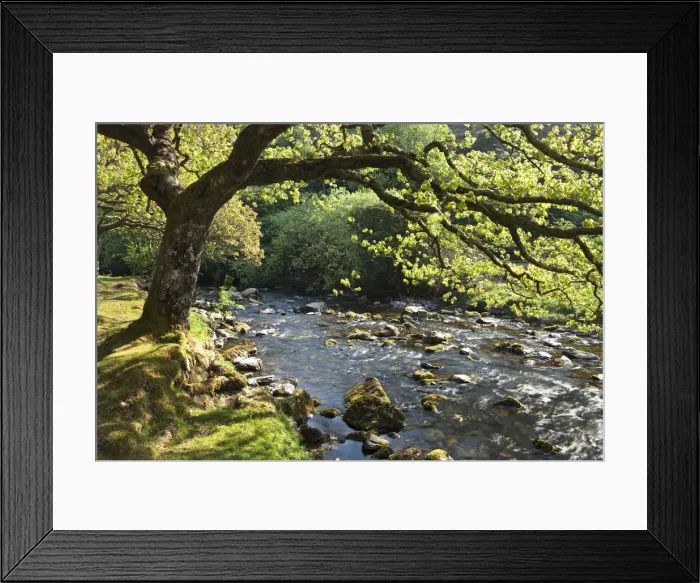 Framed Print : Spring foliage on the banks of Badgworthy Water in the Doone Valley, Exmoor, Somerset Framed Print : Spring foliage on the banks of Badgworthy Water in the Doone Valley, Exmoor, Somerset