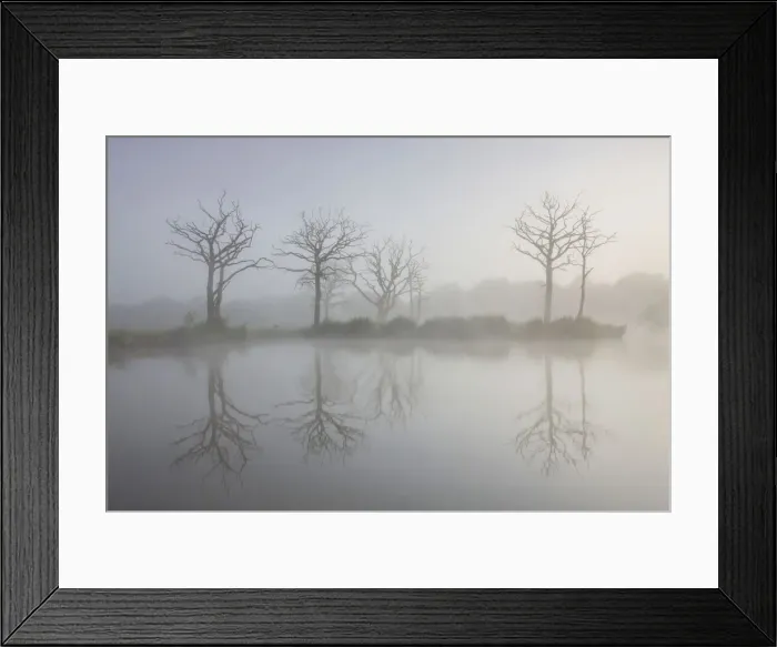 Framed Print : Misty summer morning on a fishing lake with dead trees, Morchard Road, Devon, England Framed Print : Misty summer morning on a fishing lake with dead trees, Morchard Road, Devon, England