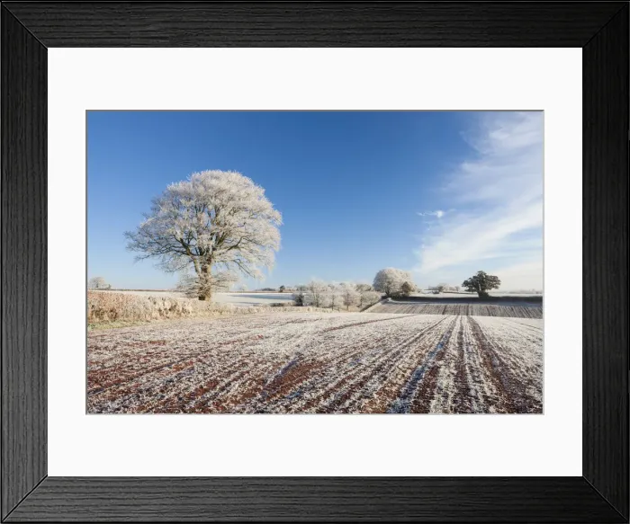 Framed Print : Hoar frosted fields and trees in the heartland of mid-Devon, Bow, Devon, England. Winter Framed Print : Hoar frosted fields and trees in the heartland of mid-Devon, Bow, Devon, England. Winter