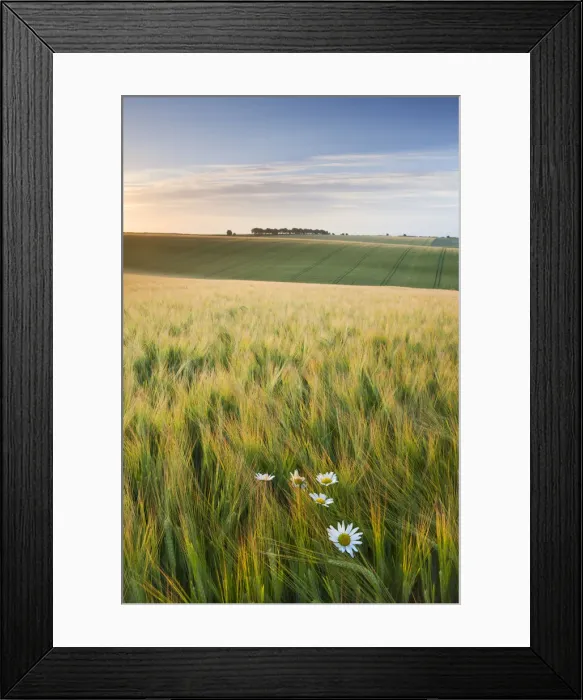 Framed Print : Daisies and barley field in summer, Cheesefoot Head, South Downs National Park, Hampshire Framed Print : Daisies and barley field in summer, Cheesefoot Head, South Downs National Park, Hampshire