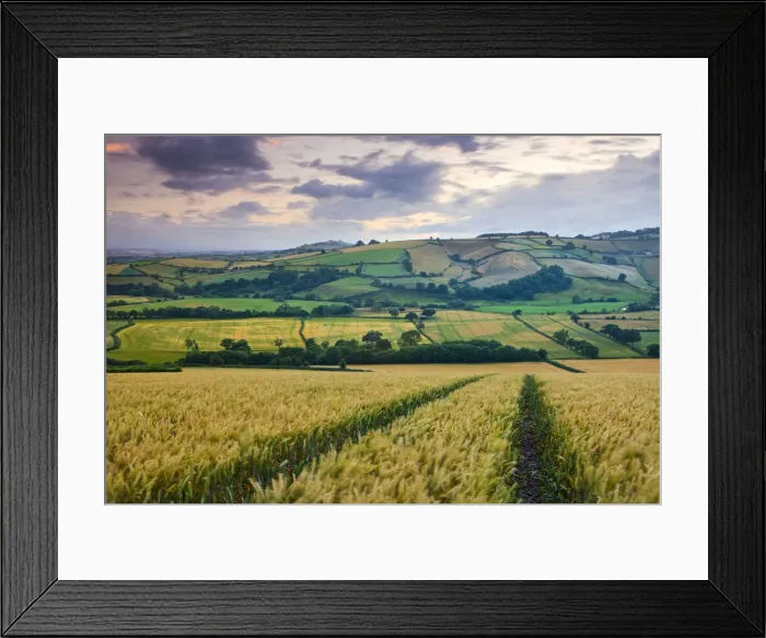 Framed Print : Crop field overlooking the River Exe Valley near Silverton, Devon, England. Summer
