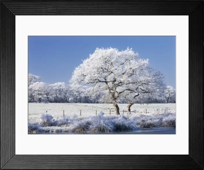 Framed Print : Hoar frosted tree, lake and fields, Morchard Road, Devon, England. Winter Framed Print : Hoar frosted tree, lake and fields, Morchard Road, Devon, England. Winter