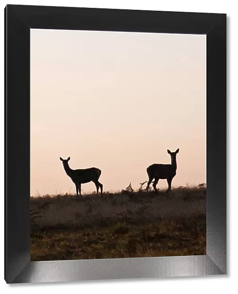 A pair of hinds, female red deer, at dawn, Richmond Park, Surrey, UK