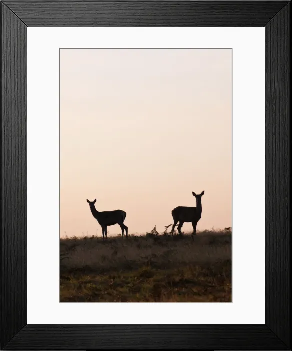 Framed Print : A pair of hinds, female red deer, at dawn, Richmond Park, Surrey, UK Framed Print : A pair of hinds, female red deer, at dawn, Richmond Park, Surrey, UK
