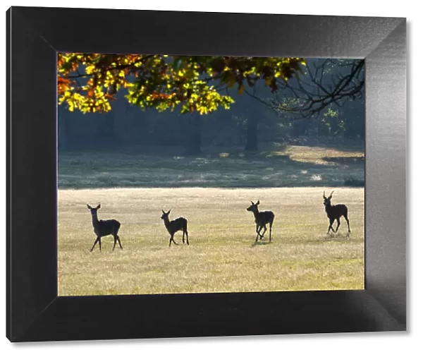 Herd of red deer running through Richmond Park, Surrey, UK