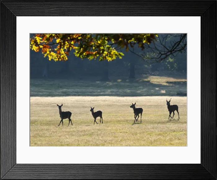 Framed Print : Herd of red deer running through Richmond Park, Surrey, UK Framed Print : Herd of red deer running through Richmond Park, Surrey, UK