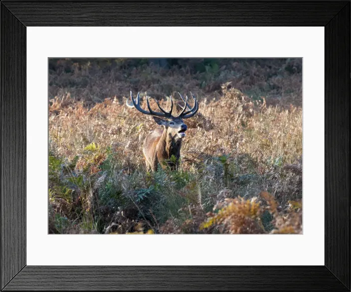 Framed Print : Red deer stag male roaring during the rutting season, Richmond Park, Surrey, UK Framed Print : Red deer stag male roaring during the rutting season, Richmond Park, Surrey, UK