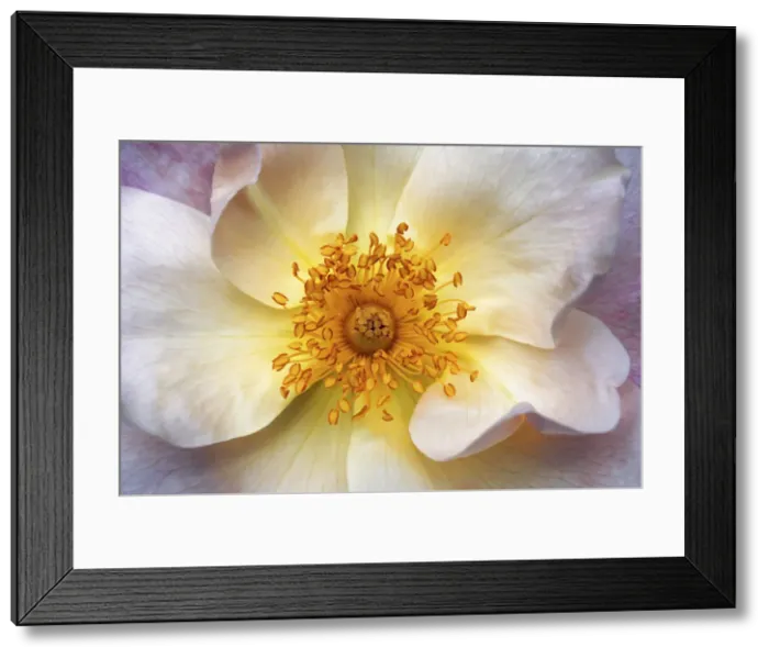 Framed Print : Europe, England, West Yorkshire, Halifax, Clementis Framed Print : Europe, England, West Yorkshire, Halifax, Clementis