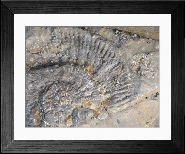 Framed Print : Remains of the ammonites on the ledges in Kimmeridge Bay, Dorset, UK