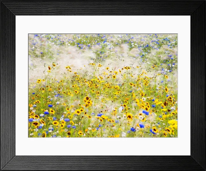 Framed Print : Wildflowers, London, UK Framed Print : Wildflowers, London, UK