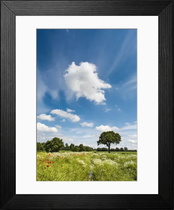 Framed Print : Flowers on a field, Plon, Holsteinische Schweiz, Baltic coast, Schleswig-Holstein Framed Print : Flowers on a field, Plon, Holsteinische Schweiz, Baltic coast, Schleswig-Holstein