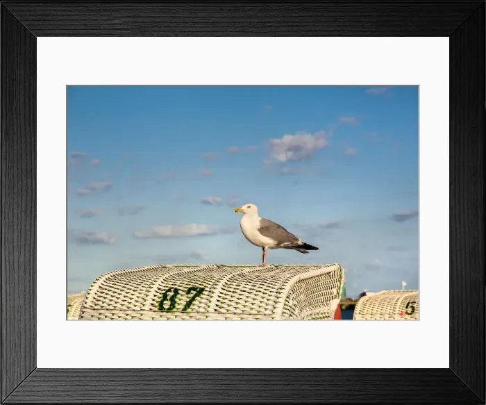Framed Print : Seagull on beachbasket, Gromitz, Baltic coast, Schleswig-Holstein, Germany Framed Print : Seagull on beachbasket, Gromitz, Baltic coast, Schleswig-Holstein, Germany