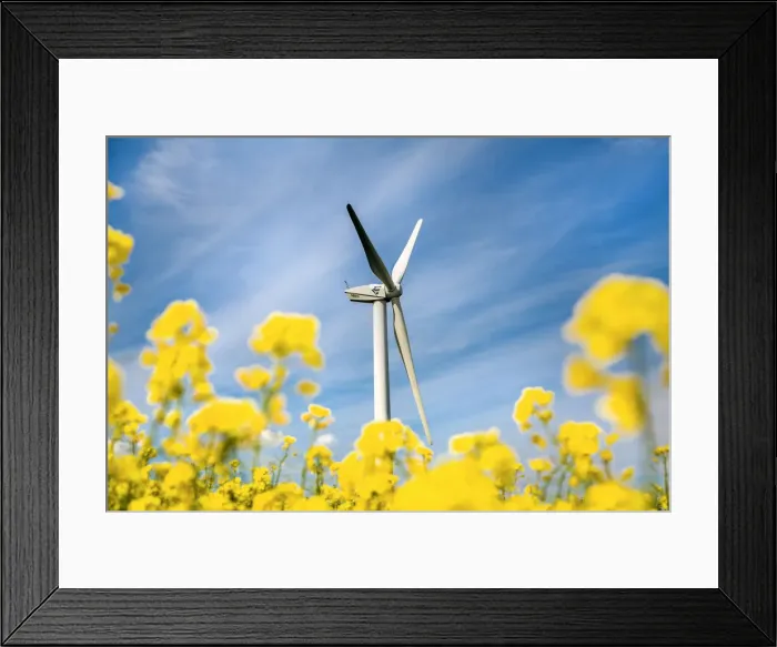 Framed Print : Wind turbine in rape field, Baltic coast, Schleswig-Holstein, Germany Framed Print : Wind turbine in rape field, Baltic coast, Schleswig-Holstein, Germany