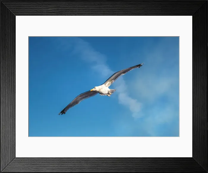 Framed Print : Sea gull, Baltic coast, Schleswig-Holstein, Germany Framed Print : Sea gull, Baltic coast, Schleswig-Holstein, Germany
