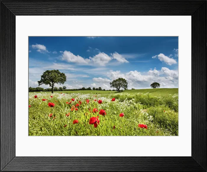 Framed Print : Flowers on a field, Plaon, Holsteinische Schweiz, Baltic coast, Schleswig-Holstein Framed Print : Flowers on a field, Plaon, Holsteinische Schweiz, Baltic coast, Schleswig-Holstein