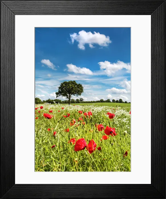 Framed Print : Flowers on a field, Plon, Holsteinische Schweiz, Baltic coast, Schleswig-Holstein Framed Print : Flowers on a field, Plon, Holsteinische Schweiz, Baltic coast, Schleswig-Holstein