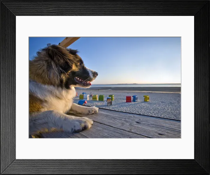 Framed Print : Dog on the beach, Fohr Island, North Frisian Islands, Schleswig Holstein, Germany