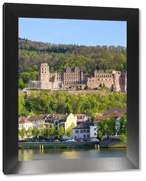 Germany, Baden-WAorttemberg, Heidelberg. Schloss Heidelberg castle on the Neckar River