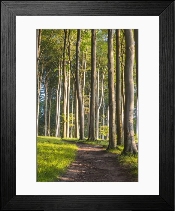 Framed Print : Jasmund national park, Rugen Island, Baltic coast, Mecklenburg-Western Pomerania, Germany Framed Print : Jasmund national park, Rugen Island, Baltic coast, Mecklenburg-Western Pomerania, Germany
