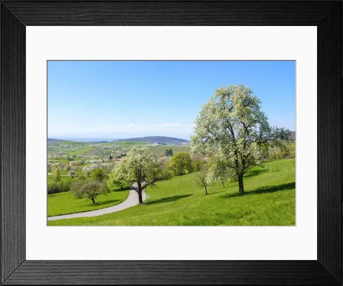 Framed Print : Germany, Baden-WAorttemberg, Schliengen. Flowering Almond (Prunus dulcis) trees in Framed Print : Germany, Baden-WAorttemberg, Schliengen. Flowering Almond (Prunus dulcis) trees in