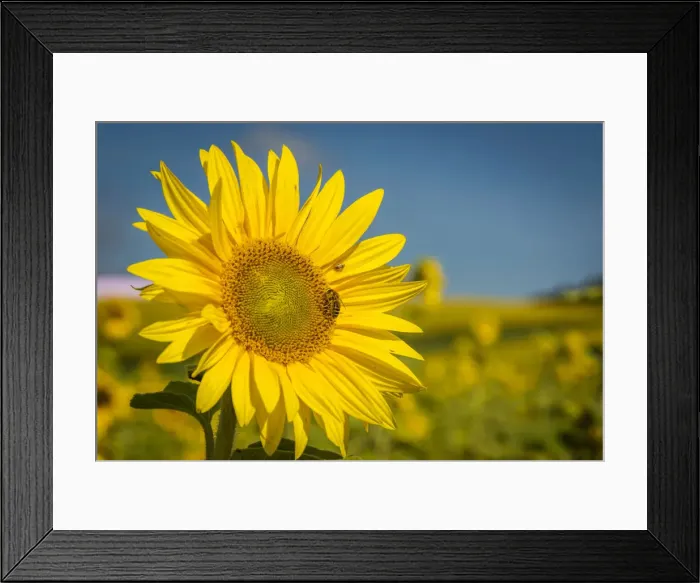 Framed Print : europe, Germany, Saxony. Sunflower Framed Print : europe, Germany, Saxony. Sunflower