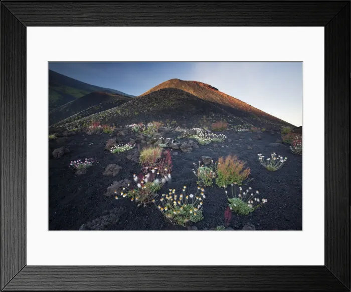 Framed Print : Italy, Sicily, Mt. Etna, Blooming of mountain vegetation on Etna Framed Print : Italy, Sicily, Mt. Etna, Blooming of mountain vegetation on Etna